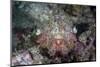 A Well-Camouflaged Scorpionfish Lays on a Coral Reef-Stocktrek Images-Mounted Photographic Print