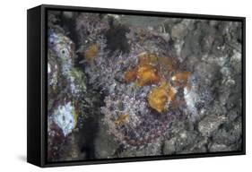 A Well-Camouflaged Scorpionfish Lies on an Underwater Slope-Stocktrek Images-Framed Stretched Canvas