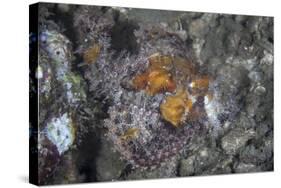 A Well-Camouflaged Scorpionfish Lies on an Underwater Slope-Stocktrek Images-Stretched Canvas