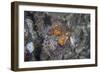 A Well-Camouflaged Scorpionfish Lies on an Underwater Slope-Stocktrek Images-Framed Photographic Print