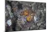 A Well-Camouflaged Scorpionfish Lies on an Underwater Slope-Stocktrek Images-Mounted Photographic Print