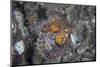 A Well-Camouflaged Scorpionfish Lies on an Underwater Slope-Stocktrek Images-Mounted Photographic Print