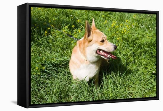 A Welsh Corgi Pembroke Dog in the Grass-SelenaRus-Framed Stretched Canvas