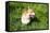 A Welsh Corgi Pembroke Dog in the Grass-SelenaRus-Framed Stretched Canvas