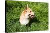 A Welsh Corgi Pembroke Dog in the Grass-SelenaRus-Stretched Canvas