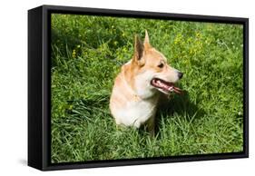 A Welsh Corgi Pembroke Dog in the Grass-SelenaRus-Framed Stretched Canvas