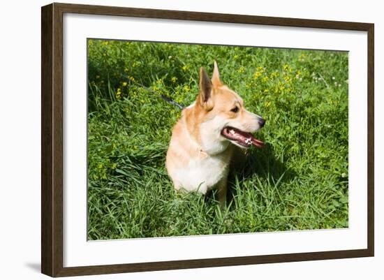 A Welsh Corgi Pembroke Dog in the Grass-SelenaRus-Framed Photographic Print