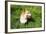 A Welsh Corgi Pembroke Dog in the Grass-SelenaRus-Framed Photographic Print