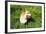 A Welsh Corgi Pembroke Dog in the Grass-SelenaRus-Framed Photographic Print