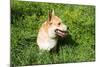 A Welsh Corgi Pembroke Dog in the Grass-SelenaRus-Mounted Photographic Print