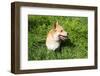 A Welsh Corgi Pembroke Dog in the Grass-SelenaRus-Framed Photographic Print