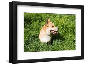 A Welsh Corgi Pembroke Dog in the Grass-SelenaRus-Framed Photographic Print