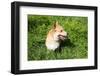 A Welsh Corgi Pembroke Dog in the Grass-SelenaRus-Framed Photographic Print