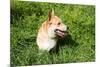 A Welsh Corgi Pembroke Dog in the Grass-SelenaRus-Mounted Photographic Print