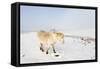 A Welsh Pony Forages for Food under the Snow on the Mynydd Epynt Moorland-Graham Lawrence-Framed Stretched Canvas