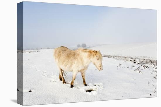 A Welsh Pony Forages for Food under the Snow on the Mynydd Epynt Moorland-Graham Lawrence-Stretched Canvas