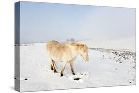 A Welsh Pony Forages for Food under the Snow on the Mynydd Epynt Moorland-Graham Lawrence-Stretched Canvas