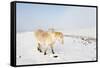 A Welsh Pony Forages for Food under the Snow on the Mynydd Epynt Moorland-Graham Lawrence-Framed Stretched Canvas