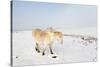 A Welsh Pony Forages for Food under the Snow on the Mynydd Epynt Moorland-Graham Lawrence-Stretched Canvas