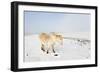 A Welsh Pony Forages for Food under the Snow on the Mynydd Epynt Moorland-Graham Lawrence-Framed Photographic Print