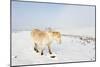 A Welsh Pony Forages for Food under the Snow on the Mynydd Epynt Moorland-Graham Lawrence-Mounted Photographic Print