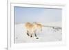 A Welsh Pony Forages for Food under the Snow on the Mynydd Epynt Moorland-Graham Lawrence-Framed Photographic Print