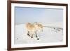 A Welsh Pony Forages for Food under the Snow on the Mynydd Epynt Moorland-Graham Lawrence-Framed Photographic Print