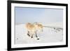 A Welsh Pony Forages for Food under the Snow on the Mynydd Epynt Moorland-Graham Lawrence-Framed Photographic Print