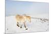 A Welsh Pony Forages for Food under the Snow on the Mynydd Epynt Moorland-Graham Lawrence-Mounted Photographic Print