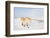 A Welsh Pony Forages for Food under the Snow on the Mynydd Epynt Moorland-Graham Lawrence-Framed Photographic Print