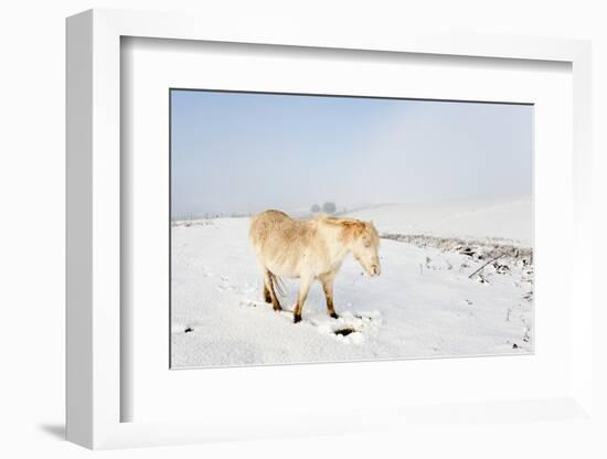 A Welsh Pony Forages for Food under the Snow on the Mynydd Epynt Moorland-Graham Lawrence-Framed Photographic Print