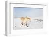 A Welsh Pony Forages for Food under the Snow on the Mynydd Epynt Moorland-Graham Lawrence-Framed Photographic Print