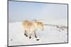 A Welsh Pony Forages for Food under the Snow on the Mynydd Epynt Moorland-Graham Lawrence-Mounted Photographic Print