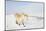 A Welsh Pony Forages for Food under the Snow on the Mynydd Epynt Moorland-Graham Lawrence-Mounted Photographic Print