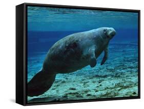 A West Indian Manatee in the Shallow Freshwater of Fannie Springs, Florida-Stocktrek Images-Framed Stretched Canvas