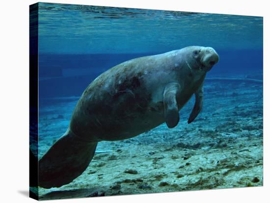 A West Indian Manatee in the Shallow Freshwater of Fannie Springs, Florida-Stocktrek Images-Stretched Canvas