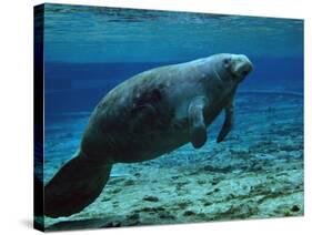 A West Indian Manatee in the Shallow Freshwater of Fannie Springs, Florida-Stocktrek Images-Stretched Canvas
