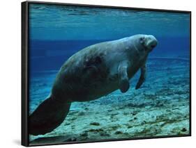 A West Indian Manatee in the Shallow Freshwater of Fannie Springs, Florida-Stocktrek Images-Framed Photographic Print