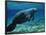 A West Indian Manatee in the Shallow Freshwater of Fannie Springs, Florida-Stocktrek Images-Framed Photographic Print