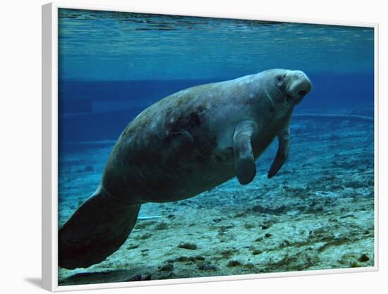 A West Indian Manatee in the Shallow Freshwater of Fannie Springs, Florida-Stocktrek Images-Framed Photographic Print