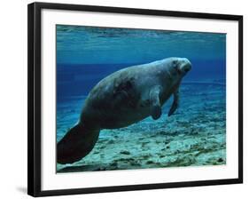 A West Indian Manatee in the Shallow Freshwater of Fannie Springs, Florida-Stocktrek Images-Framed Photographic Print