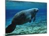 A West Indian Manatee in the Shallow Freshwater of Fannie Springs, Florida-Stocktrek Images-Mounted Photographic Print