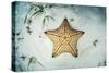 A West Indian Starfish on the Seafloor in Turneffe Atoll, Belize-Stocktrek Images-Stretched Canvas