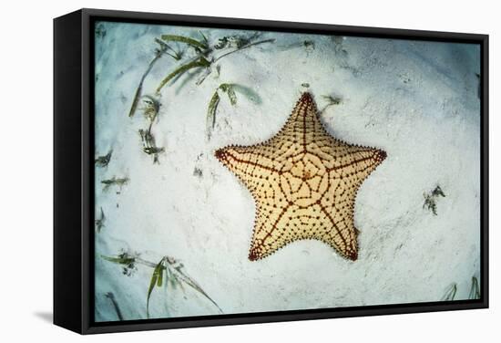 A West Indian Starfish on the Seafloor in Turneffe Atoll, Belize-Stocktrek Images-Framed Stretched Canvas