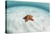 A West Indian Starfish on the Seafloor in Turneffe Atoll, Belize-Stocktrek Images-Stretched Canvas