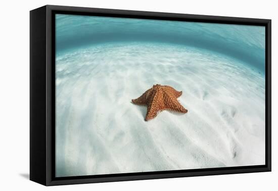 A West Indian Starfish on the Seafloor in Turneffe Atoll, Belize-Stocktrek Images-Framed Stretched Canvas
