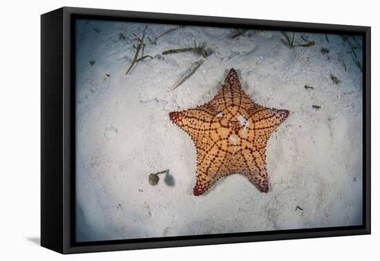 A West Indian Starfish on the Seafloor in Turneffe Atoll, Belize-Stocktrek Images-Framed Stretched Canvas