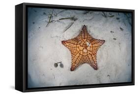 A West Indian Starfish on the Seafloor in Turneffe Atoll, Belize-Stocktrek Images-Framed Stretched Canvas