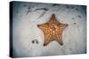 A West Indian Starfish on the Seafloor in Turneffe Atoll, Belize-Stocktrek Images-Stretched Canvas