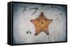 A West Indian Starfish on the Seafloor in Turneffe Atoll, Belize-Stocktrek Images-Framed Stretched Canvas